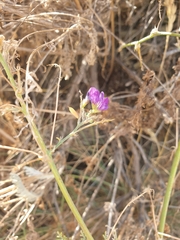 Justicia divaricata