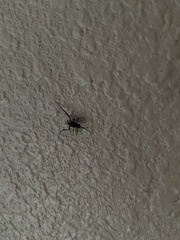 Evania appendigaster