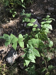 Aldama cordifolia