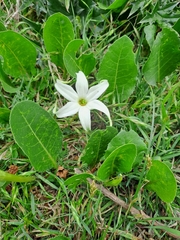 Jaborosa integrifolia