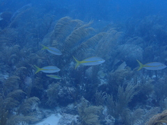 Ocyurus chrysurus