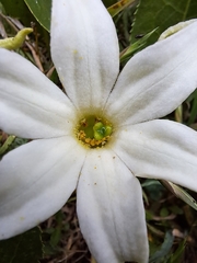 Jaborosa integrifolia