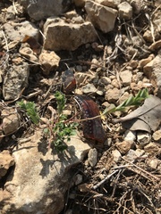 Phyllanthus polygonoides