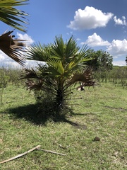 Borassus flabellifer