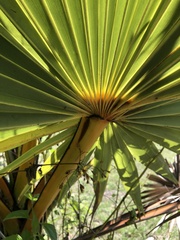 Borassus flabellifer