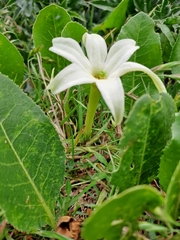 Jaborosa integrifolia
