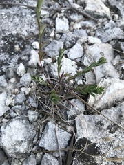 Phyllanthus polygonoides