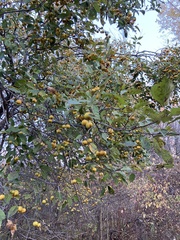 Malus coronaria