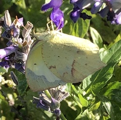 Abaeis mexicana