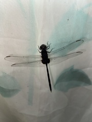 Erythemis plebeja