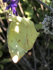 Abaeis mexicana
