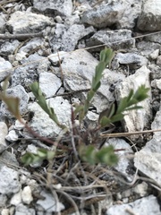 Phyllanthus polygonoides