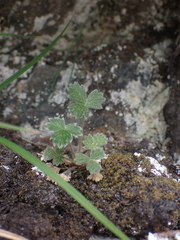 Potentilla × villosula