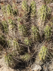 Echinocereus enneacanthus enneacanthus