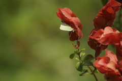 Cyanophrys herodotus