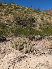 Echinocereus enneacanthus enneacanthus