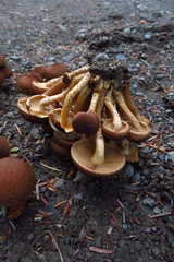 Pholiota terrestris