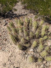 Echinocereus enneacanthus enneacanthus
