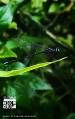 Argia