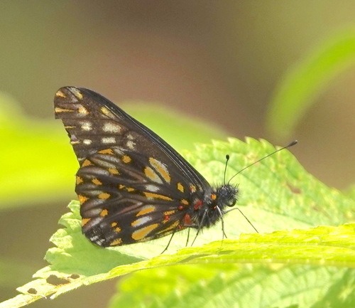 Catasticta suasa
