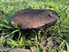 Phlebopus marginatus