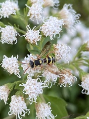 Nomada texana