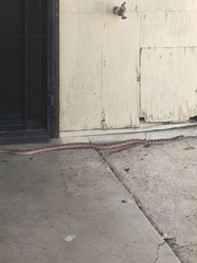 Masticophis flagellum piceus