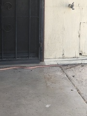 Masticophis flagellum piceus