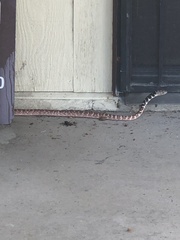 Masticophis flagellum piceus