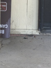 Masticophis flagellum piceus