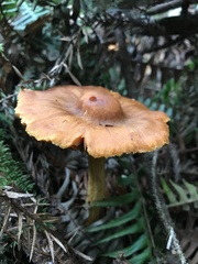 Cortinarius cinnamomeus