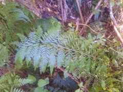 Asplenium bulbiferum