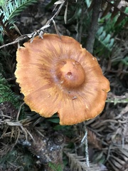 Cortinarius cinnamomeus