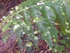 Asplenium bulbiferum