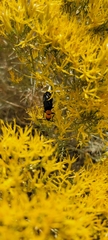 Lytta vulnerata