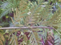 Asplenium bulbiferum
