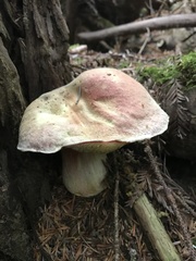 Boletus smithii