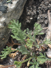 Erigeron compositus