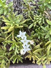Myoporum parvifolium
