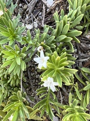 Myoporum parvifolium