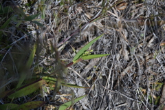 Dichanthelium acuminatum