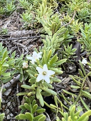 Myoporum parvifolium