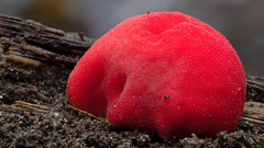 Secotium fragariosum