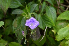 Ruellia breedlovei