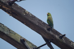 Brotogeris tirica