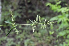 Iresine celosia