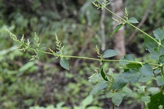 Iresine celosia