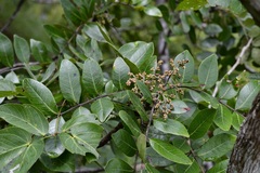 Rhus schiedeana