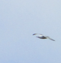 Larus argentatus