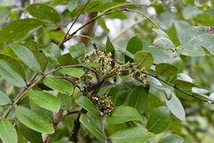 Rhus schiedeana